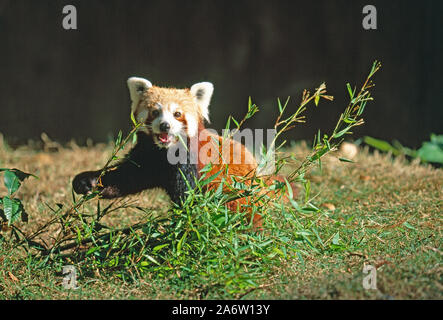 LESSER or RED PANDA, Ailurus fulgens holding bamboo using right fore foot adaptation of bone structure to hold food item in manner of opposable thumb. Stock Photo