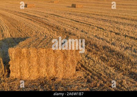 Square straw bales lie on a harvested wheat field in autumn in the evening sun Stock Photo