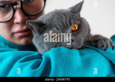 Savage agressive british gray cat and young Angry woman on white background looking at camera Stock Photo
