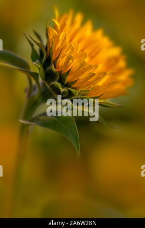 Sunflower Field - Soft focus of a bright Sunflower standing out among many others in a farm field. Stock Photo