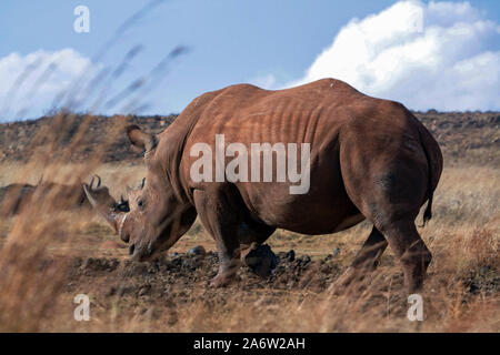 A lone White Rhino (Ceratotherium simum) Stock Photo