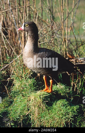 LESSER WHITE-FRONTED GOOSE (Anser erythropus). A 'grey goose'. Standing on a grass mound. Yellow skin eye ring, variable extent white on the forehead. Stock Photo