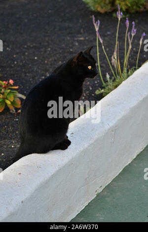 A black cat with bright yellow eyes on a white wall. Lanzarote, Spain. Stock Photo