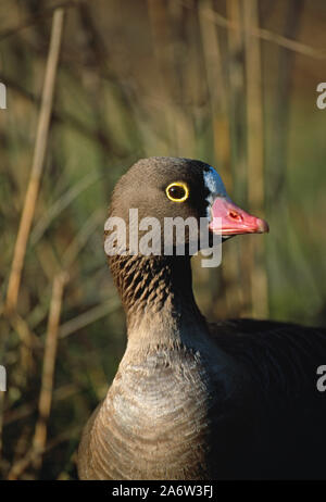 LESSER WHITE-FRONTED GOOSE (Anser erythropus). A 'grey goose'. Head detail. Yellow skin eye ring, variable extent white on the forehead, pink bill. Stock Photo