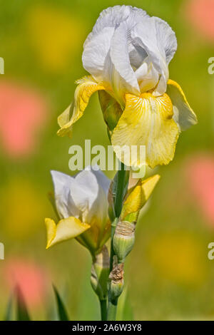 Bearded Iris Garden Stock Photo