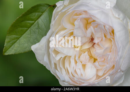 White Peony Flower Stock Photo