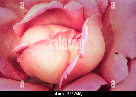Pink Rose Petals Stock Photo