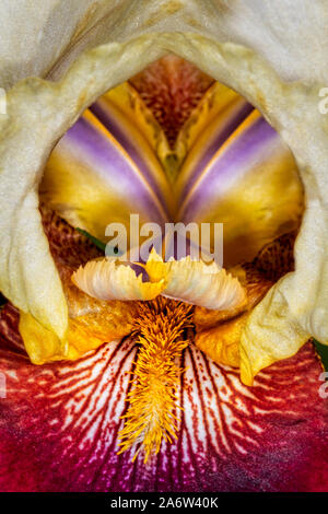 Bearded Iris Flower Up Close Stock Photo