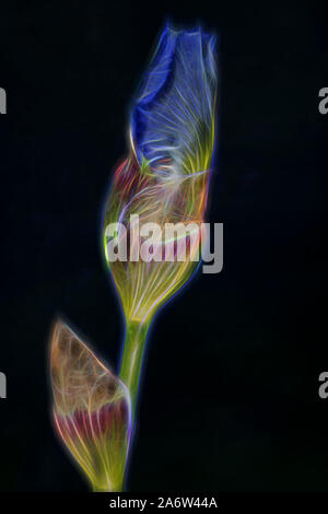 Electric Bearded Iris Buds - A couple of Bearded Iris flower buds that have been digitally enhanced against a dark background. Stock Photo