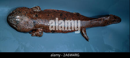 JAPANESE GIANT SALAMANDER  (Andrias japonica). Aquarium subject temporarily out of water. Damaged foot. Regenerative capabilities.Endemic. Dorsal view Stock Photo