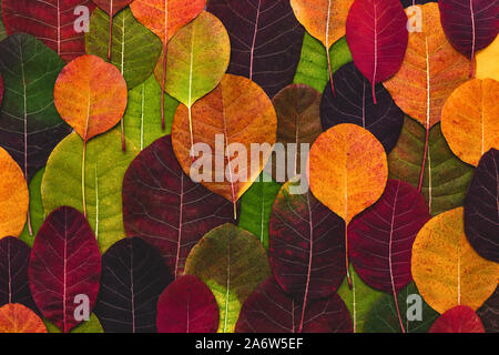 Colorful and bright background made of fallen autumn leaves. Flat lay. Stock Photo