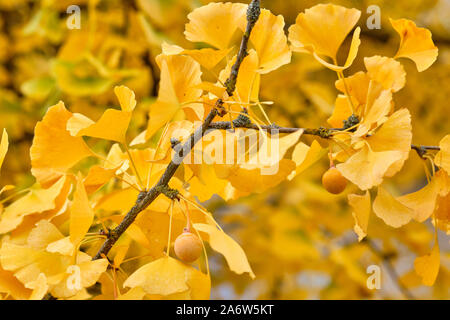 Closeup of the beautiful bright yellow  autumn leaves of a ginkgo tree and its fruits. Seen in Germany, Bavaria in October. Stock Photo