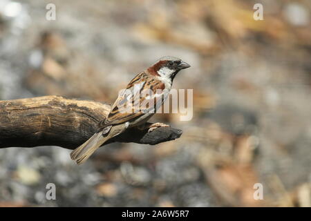 Gorrian bird sitting on a dry tree branch manuvaring his eyes around the surroundings.Blessed with light brown feather with some dark brown feathers. Stock Photo