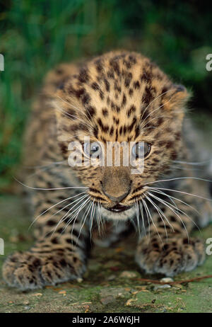 AMUR LEOPARD cub, 6 weeks old, (Panthera pardus orientalis).  Head detail Critically endangered species. Stock Photo