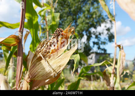 Damaged Fiesta Indian corn cob on the plant, corn niblets eaten by rodents or birds in a summer vegetable garden Stock Photo