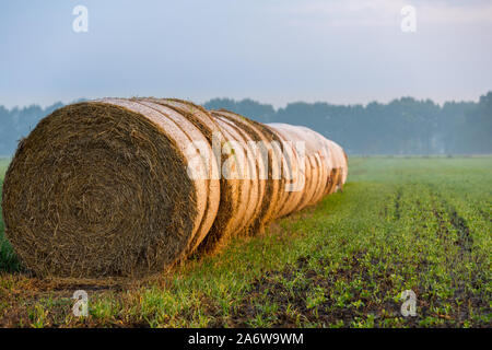 Hay bales rolls lying in a row on a grass field light fog bit misty with tree horizion, straw with golden glow, close-up Stock Photo