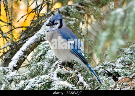 An eastern blue jay bird  ( Cyanocitta cristata), perched in a spruce tree with fresh autumn snow on the branches in rural Alberta Canada. Stock Photo