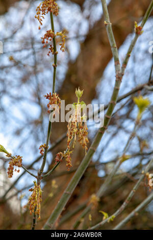 Flowers of a Box Elder (Acer negundo) street tree, London N4 Stock Photo