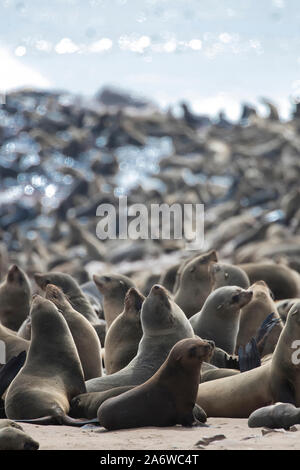 Afro-australian fur seal (Arctocephalus pusillus) in Cape Cross, Namibia Stock Photo
