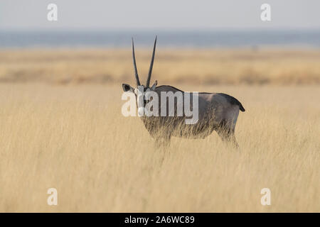 An Oryx in Etosha national park, Namibia Stock Photo