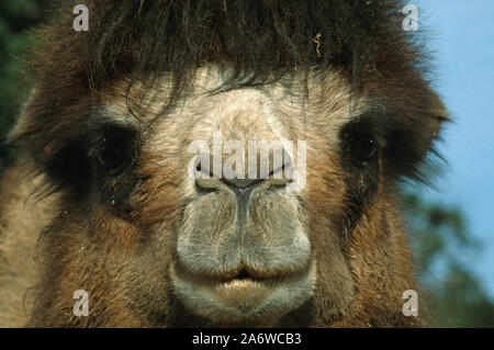 BACTRIAN CAMEL (Camelus bactrianus). Mouth, Nostrils, external nares capable of opening and closing to both breathe and exclude desert sand and dust. Stock Photo