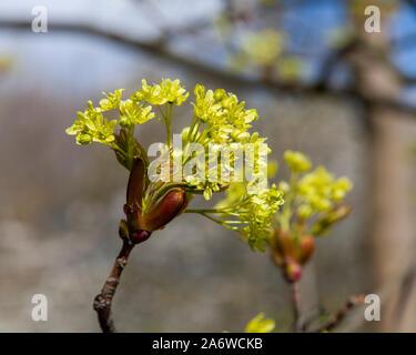 Flowers of Norway maple (acer platanoides) on an urban tree, London Stock Photo