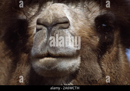 BACTRIAN CAMEL (Camelus bactrianus). Mouth, Nostrils, external nares capable of opening and closing to both breathe and exclude desert sand and dust. Stock Photo