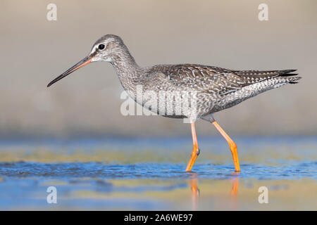 Spotted Redshank (Tringa erythropus), side view of a juvenile standing in the water, Campania, Italy Stock Photo