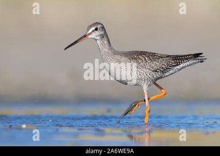 Spotted Redshank (Tringa erythropus), side view of a juvenile standing in the water, Campania, Italy Stock Photo