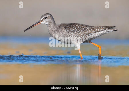 Spotted Redshank (Tringa erythropus), side view of a juvenile standing in the water, Campania, Italy Stock Photo