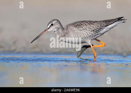 Spotted Redshank (Tringa erythropus), side view of a juvenila walking in a pond, Campania, Italy Stock Photo