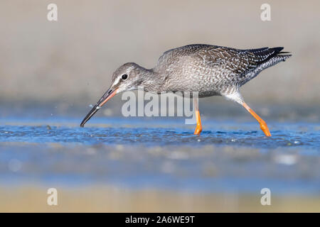 Spotted Redshank (Tringa erythropus), side view of a juvenile catching small fish in a pond, Campania, Italy Stock Photo