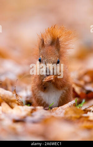 Red Squirrel (Sciurus vulgaris), juvenile eating seeds on the ground, Masovia, Poland Stock Photo