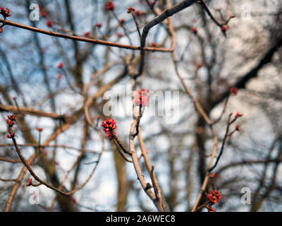 Silver maple (Acer saccharinum) flowers on a street tree, Deptford, London SE8 in February Stock Photo