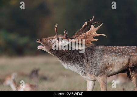 The fallow deer is a ruminant mammal belonging to the family Cervidae. This common species is native to Europe. Stock Photo