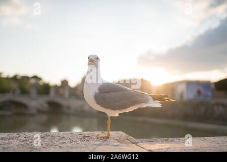 One Seagull standing on the floor by one leg Stock Photo