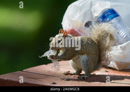 Eastern Grey Squirrel (Sciurus carolinensis) feeding at camp site, Florida, USA Stock Photo