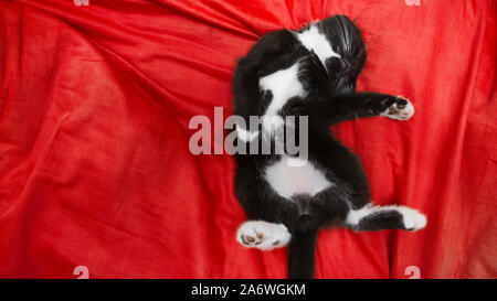 Cute black and white kitten are laying on the red silk. Suitable for any purtrose use Stock Photo