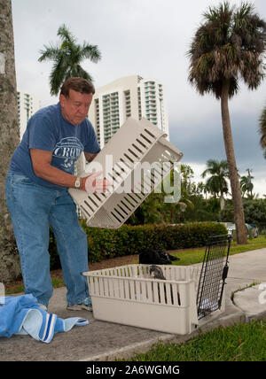 A rehabilitated Peregrine Falcon (Falco peregrinus) being released by a volunteer from C.R.O.W. (Clinic for the Rehabilitation of Wildlife) FL, USA Stock Photo