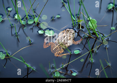 NATTERJACK TOAD in breeding pool. Epidalea (Bufo)  calamita. Winterton,  NNR, Horsey, Norfolk, East Anglia. UK  May Stock Photo