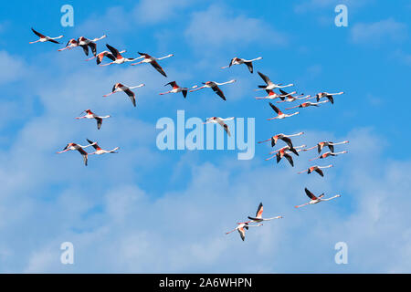 Greater flamingos in flight (Phoenicopterus roseus), Camargue, early May, France, by Dominique Braud/Dembinsky Photo Assoc Stock Photo