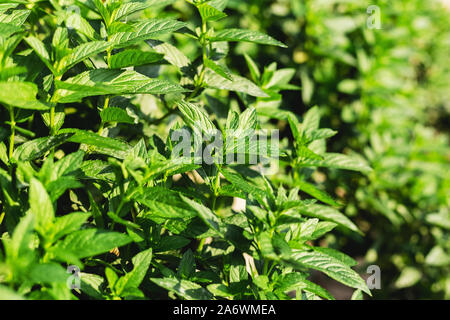 Green fresh Mint Plant Grow Background. Peppermint leaves pattern layout with spearmint herbs. Mint leaves harvest for food, cocktails, mojito, seeds Stock Photo
