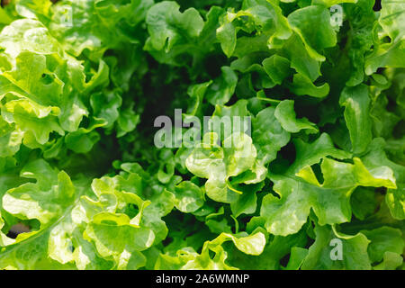 Lettuce leaves Planting in farmer's garden for food.healthy lettuce growing in the soil Fresh green leaf lettuce plants grows in the open ground Stock Photo