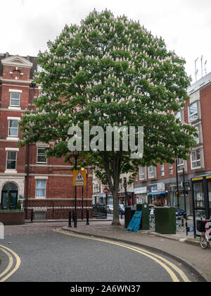 Flowering Indian horse chestnut (Aesculus indica) street tree, Fitzrovia, London W1 Stock Photo