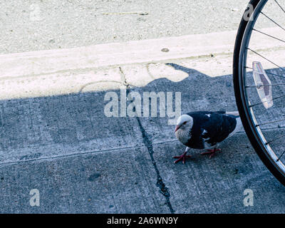 A white and dark blue pigeon walks by a bicycle tire on a concrete city sidewalk at the edge of a road. Stock Photo