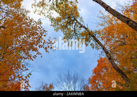 A upward-looking view from inside a forest during the autumn season shows long, thin tree trunks and a variety of orange and red fall leaves. Stock Photo