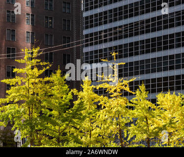 Illuminated trees in downtown Chicago Stock Photo