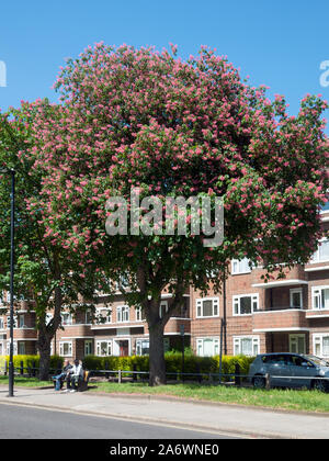 Flowering Red Horse Chestnut (Aesculus x carnea) of the Briottii cultivar, Stroud Green Road, Finsbury Park, London N4 Stock Photo