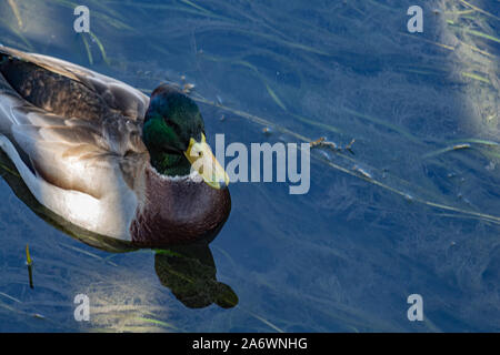 A mallard duck is seen up close as it swims through a shady area of fairly shallow water. Detail in the bird's coloring and plumage can be seen, while Stock Photo