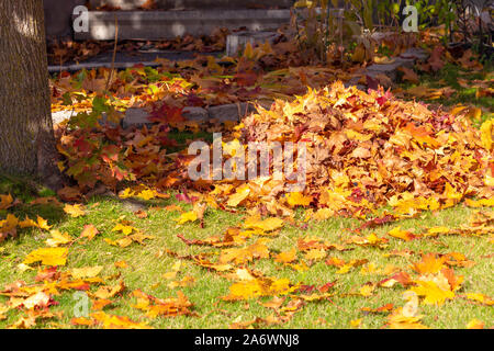 A loose pile of fallen autumn maple leaves is on a grass lawn in the front yard of a suburban home. The dried, but still colorful, leaves are still sc Stock Photo